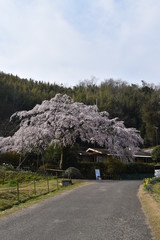 しだれ桜