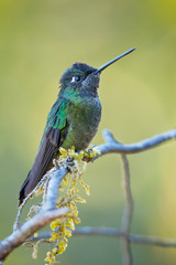 Rivoli's hummingbird (Eugenes fulgens) is a large hummingbird. Rivoli's hummingbird breeds in mountains from the southwestern United States to Honduras and Nicaragua.