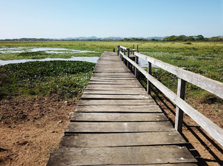 Fototapeta premium Old wooden deck leading towards a small pond
