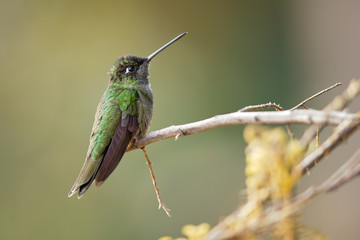 Rivoli's hummingbird (Eugenes fulgens) is a large hummingbird. Rivoli's hummingbird breeds in mountains from the southwestern United States to Honduras and Nicaragua.