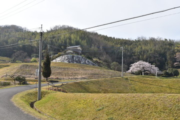 しだれ桜