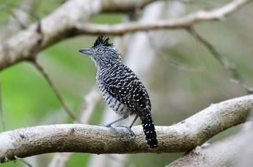 Barred Antshrike (Thamnophilus doliatus)