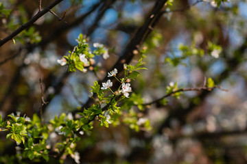 Close up of plum and cherry blossom. White spring flowers on blue sky.