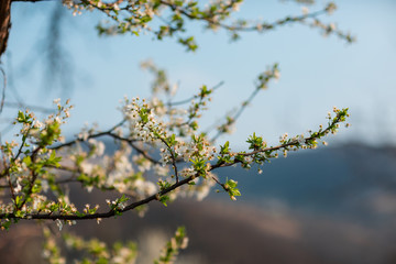 Close up of plum and cherry blossom. White spring flowers on blue sky.