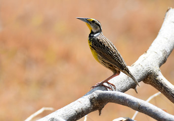 Eastern Meadowlark (Sturnella magna)