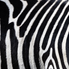 Fototapeta na wymiar Close-up of the belly of a zebra, scientific name Equus zebra,graphic impression