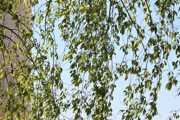 나무가지와 푸른 잎