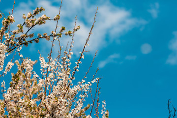 Close up of plum and cherry blossom. White spring flowers on blue sky.