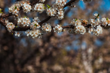 Fototapeta premium Close up of plum and cherry blossom. White spring flowers on blue sky.