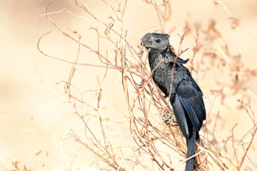 Smooth-billed Ani (Crotophaga ani)