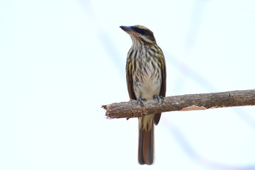 Streaked Flycatcher (Myiodynastes maculatus)