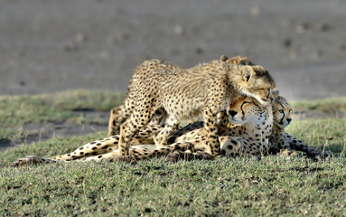 Cheetah mom and her puppies