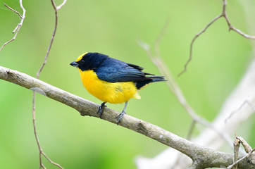 Obraz premium Thick-billed Euphonia (Euphonia laniirostris)