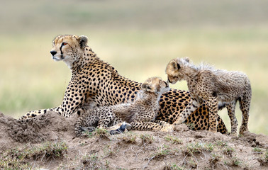 Cheetah mom and her puppies
