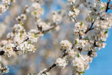 Obraz premium Close up of plum and cherry blossom. White spring flowers on blue sky.