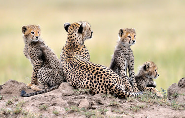 Cheetah mom and her puppies © Giuseppe D'Amico
