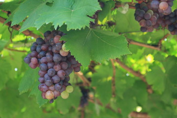 grapes on the vine