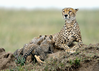 Cheetah mom and her puppies