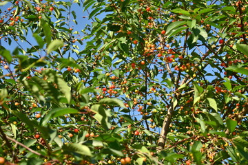 Cherry on branches