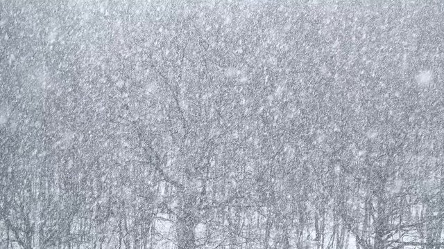 strong snowfall over bare trees in forest