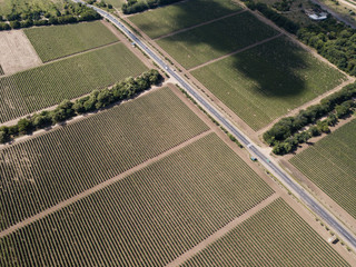 Aerial top view from drone to vineyard