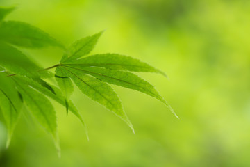 緑のもみじの葉