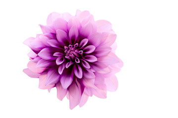 flower on white background