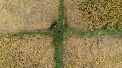  Ariel shot of a paddy field, inspected by  a farmer for harvest during Tamil new year, which looks like a rectangular matrix with four boxes.