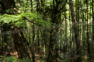 Forest in motion.