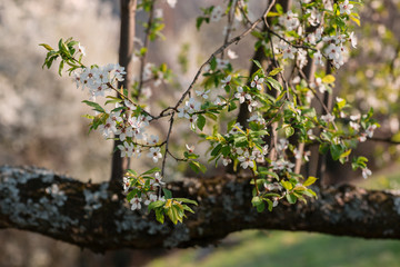 Close up of plum and cherry blossom. White spring flowers on blue sky.