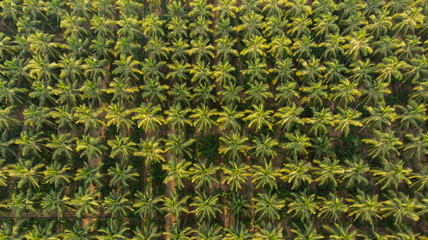 Aerial view of coconut farm. coconut trees neatly aligned with intercrop banana  plantation.