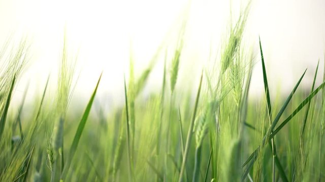 4K Video footage selective focus close up shot group of beautiful organic barley wheat field swaying in the wind against golden sunlight in evening with blurred background.