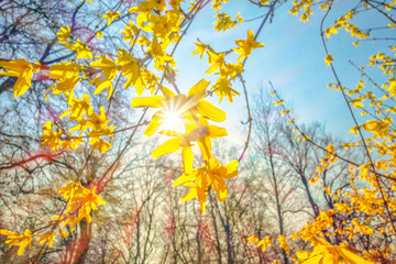 yellow forsythia in the spring sunbeam