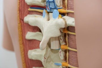 Close-up view of thoracic spine model