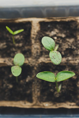 seedlings in peat pots.Baby plants seeding, black hole trays for agricultural seedlings.The spring...