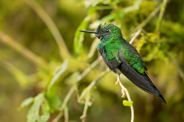 Green-crowned brilliant (Heliodoxa jacula) is a large, robust hummingbird that is a resident breeder in the highlands from Costa Rica to western Ecuador.