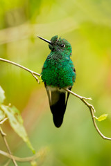 Green-crowned brilliant (Heliodoxa jacula) is a large, robust hummingbird that is a resident breeder in the highlands from Costa Rica to western Ecuador.