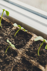 seedlings in peat pots.Baby plants seeding, black hole trays for agricultural seedlings.The spring...