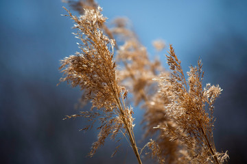 Wheat ears in field America 
