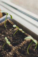 seedlings in peat pots.Baby plants seeding, black hole trays for agricultural seedlings.The spring...