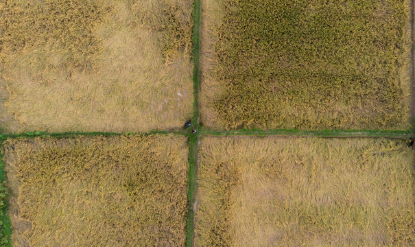 Ariel Shot Of A Paddy Field, Which Is  Ripened, Farmer Inspecting For Harvest. Rectangular Matrix With Four Boxes. Man Lost The Way.   