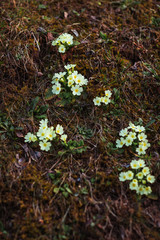 Close up of primroses on sunny spring day.