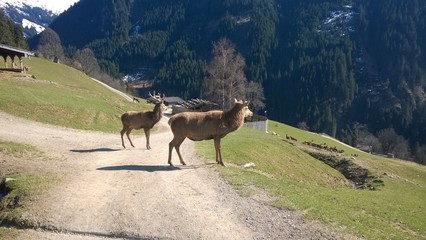 Fototapeta na wymiar Red deer herd on a pasture in the european alps