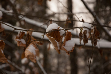 branch of a tree in winter