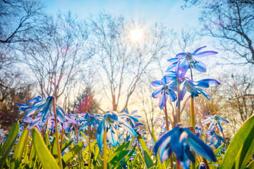 blue scilla in the spring sunbeam - obrazy, fototapety, plakaty