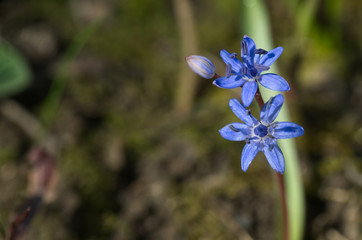 Wild spring blue flower Scilla bifolia in the floodplain forest. Also known as alpine squill or...