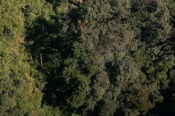 aerial view of trees on mountain . textured and pattern in forest .