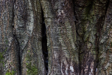 Tree bark old texture, horizontal background with moss