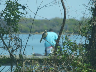 A Mockingbird Sits on a Branch Outside its Nest in a Vine