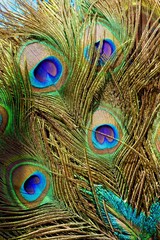 Fototapeta premium Peacocks leaves 